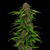 Squirt  Auto  Flowering  Cannabis  Seeds