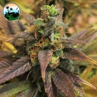 Starburst  Feminised  Cannabis  Seeds 0