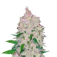 Stardawg  Autoflowering  Feminised  Cannabis  Seeds