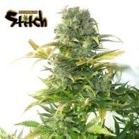 Stardust  Regular  Cannabis  Seeds 0