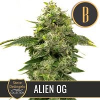 Steve  Deangelos  Alien  O G  Feminised  Cannabis  Seeds 0