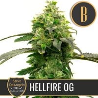 Steve  Deangelos  Hellfire  O G  Feminised  Cannabis  Seeds 0