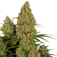 Sticky  Orange  X X L  Auto  Flowering  Cannabis  Seeds 0