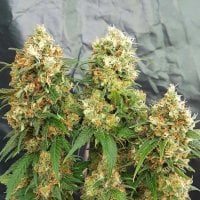 Stilton 20 Breath 20 Feminised 20 Cannabis  Seeds