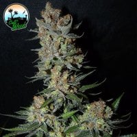 Strawberry  Banana  Smoothie  Feminised  Cannabis  Seeds 0