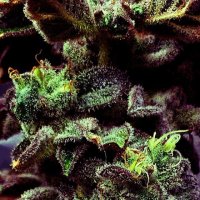 Strawberry  Cane  Feminised  Cannabis  Seeds