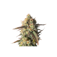 Strawberry  Chemdawg  O G  Feminised  Cannabis  Seeds