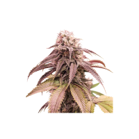 Strawberry  Cookies  Feminised  Cannabis  Seeds 0