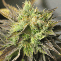 Strawberry  D Lite  Regular  Cannabis  Seeds 0