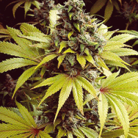 Strawberry  Fields  Feminised  Cannabis  Seeds