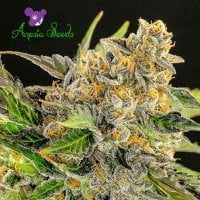 Strawberry  Kush  Feminised  Cannabis  Seeds 0