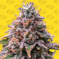 Strawberry  Pie  Auto  Flowering  Cannabis  Seeds