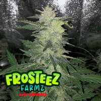 Strawbz  Auto  Flowering  Cannabis  Seeds