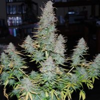 Strong  Stuff  Feminised  Cannabis  Seeds