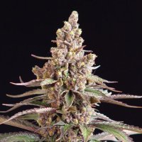 Stuporsonic  Regular  Cannabis  Seeds
