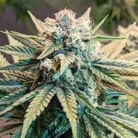 Sunset  Skunk 20 Autoflowering  Cannabis  Seeds