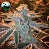 Sunset  Sherbet  Feminised  Cannabis  Seeds 0