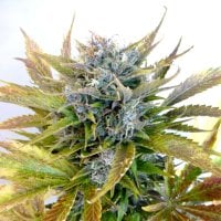 Super  Blueberry  Haze  Regular  Cannabis  Seeds 0