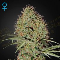 Super  Bud  Auto  Flowering  Cannabis  Seeds 0
