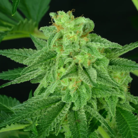 Super  Mutant  Mass  Feminised  Cannabis  Seeds