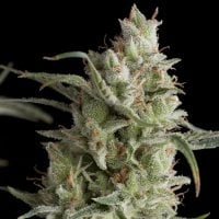 Super  O G  Kush  Feminised  Cannabis  Seeds