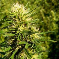 Super  Skunk  Auto  Flowering  Cannabis  Seeds 0