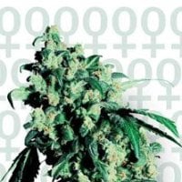 Super  Skunk  Feminised  Cannabis  Seeds