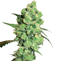 Super  Skunk  Regular  Cannabis  Seeds 0