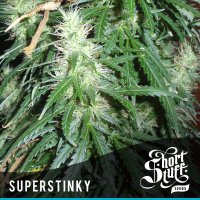 Super  Stinky  Super  Auto  Flowering  Cannabis  Seeds 0