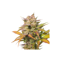 Sweet  Bourbon  Kush  Auto  Flowering  Cannabis  Seeds