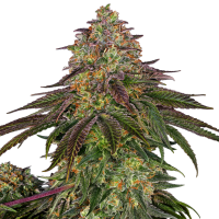 Sweet  Cherry  Kush  Feminised  Cannabis  Seeds