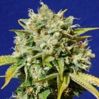 Sweet  Peach  C B D  Auto  Flowering  Cannabis  Seeds 0