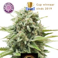 Sweet  Seven  Eleven  Feminised  Cannabis  Seeds 0