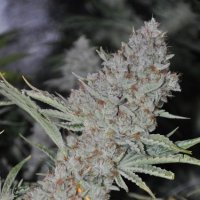 Sweet  Tooth  Express  A U T O  Feminised  Cannabis  Seeds