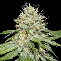 Sweet  N  Sour  Indoor  Feminised  Cannabis  Seeds 0
