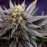 Swissx T  Regular  Cannabis  Seeds 0