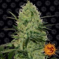 Tangerine Dream AUTO Feminised Seeds