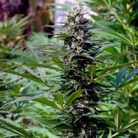 T N R  Regular  Cannabis  Seeds 0