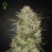 T U Bq V6r X On9mc2 T01694074649 1