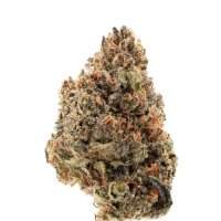 Tangie  Punch  Feminised  Cannabis  Seeds 0