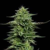 The  Bling  Feminised  Cannabis  Seeds