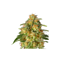 Tn T  Trichome  Feminised  Cannabis  Seeds 0