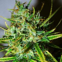 Top44  Regular  Cannabis  Seeds 0