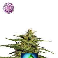 Top 44  Feminised  Cannabis  Seeds 0