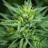Trainwreck  C B D  Feminised  Cannabis  Seeds 0