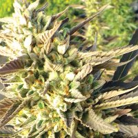 Trainwreck  Feminised  Cannabis  Seeds