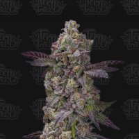 Tre  Lime  Sorbetto  Auto  Flowering  Cannabis  Seeds