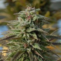 Trippy  Gorilla  Auto  Flowering  Cannabis  Seeds 0