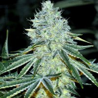 Trippy  Pebbles  Feminised  Cannabis  Seeds 0
