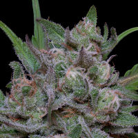 Trippy  Sherbert  Punch  Auto  Flowering  Cannabis  Seeds